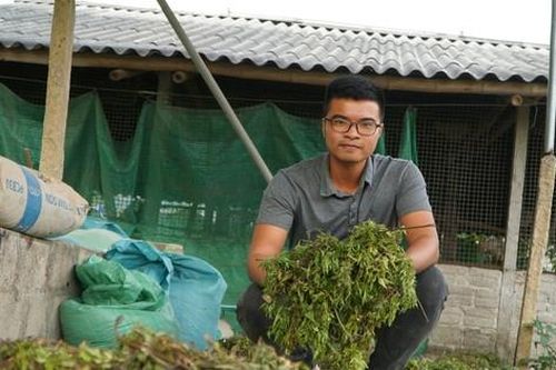 Chàng trai từ bỏ lương kỹ sư điện ở thành phố, về quê nuôi gà thảo dược