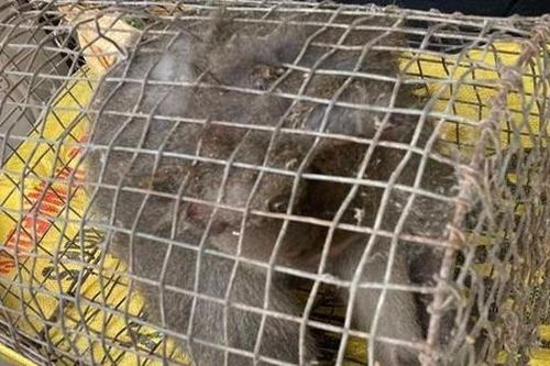 Bắt được cá thể khỉ hung dữ tấn công nhiều người ở Quảng Nam