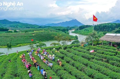 Nghệ An tiếp tục sắp xếp, chuyển đổi các công ty nông, lâm nghiệp