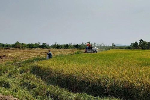 Gia Lai: Hộ nghèo trong đồng bào dân tộc thiểu số giảm trên 4,21%