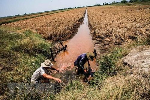 Cao điểm xâm nhập mặn ở Đồng bằng sông Cửu Long sẽ vào tháng 3
