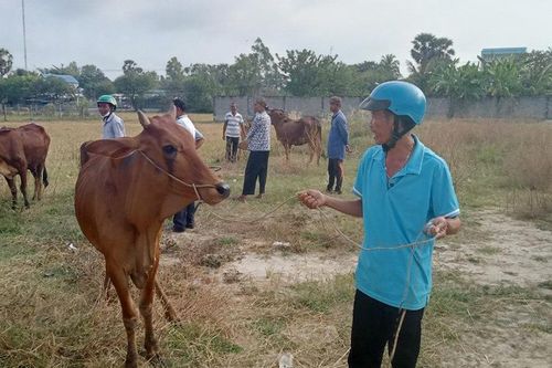 Thêm 21 hộ dân vùng đặc biệt khó khăn ở Tri Tôn được hỗ trợ bò giống