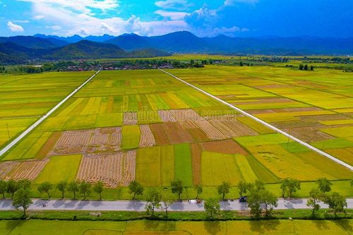 Để nông sản Điện Biên vươn xa