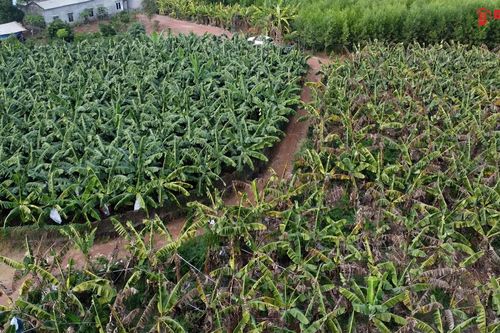 Người dân trồng chuối 'cầu cứu' vì nghi mua phải phân bón giả