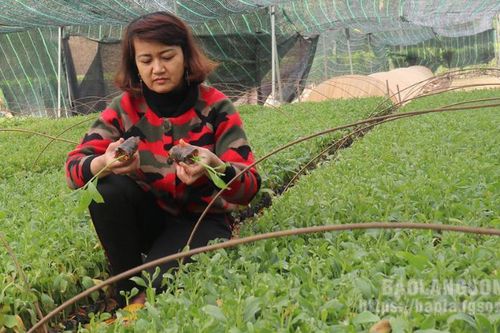 Hợp tác xã giống cây lâm nghiệp, cây ăn quả và đào cảnh xã Sơn Hà: Phát huy thế mạnh để vươn lên