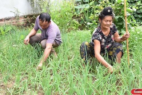 Cây vụ đông ở Sốp Cộp