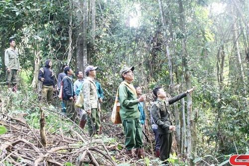 Bảo vệ rừng, sử dụng hiệu quả đất quy hoạch lâm nghiệp
