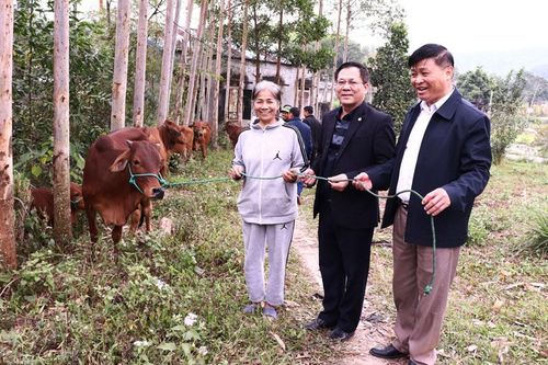 Phú Bình: Trên 1,2 tỷ đồng hỗ trợ mua bò giống cho hộ nghèo, cận nghèo