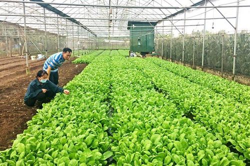 Hà Nội giữ 'phố trong làng, làng trong phố'