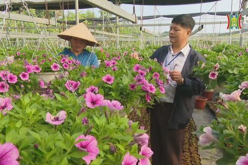 Làng nghề hoa, cây cảnh Tích Giang nhộn nhịp vào vụ Tết