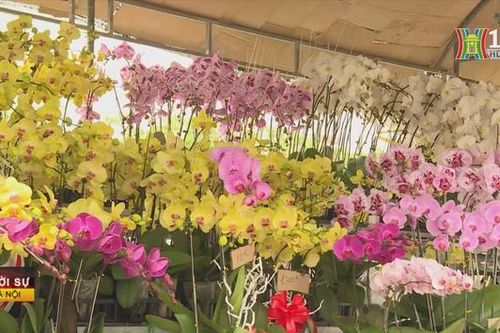 Chợ hoa Xuân 'Trên bến dưới thuyền' sẽ khai mạc vào 25/01