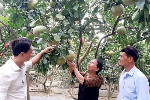 Giải 'bài toán' đầu ra cho bưởi
