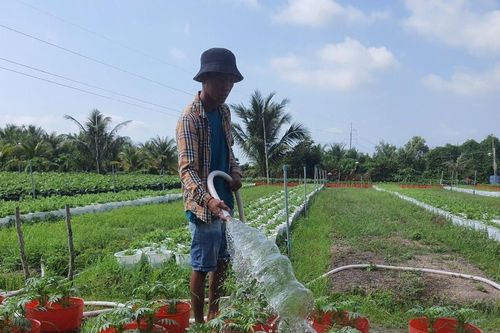 Nhà vườn tất bật chuẩn bị hoa Tết