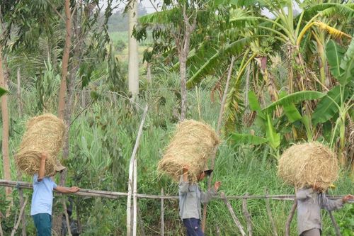 Nông dân kiếm hàng chục triệu nhờ rơm đồng