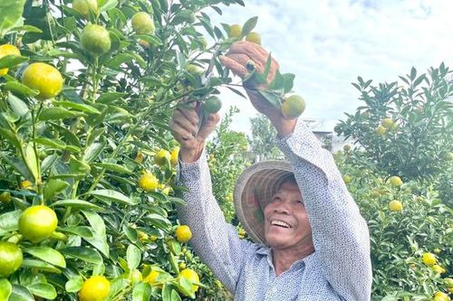 'Thủ phủ' quất cảnh miền Trung kỳ vọng thắng lớn vụ Tết