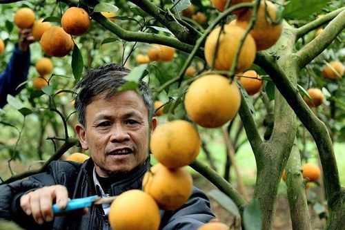Cam, bưởi Hòa Bình được mùa, được giá