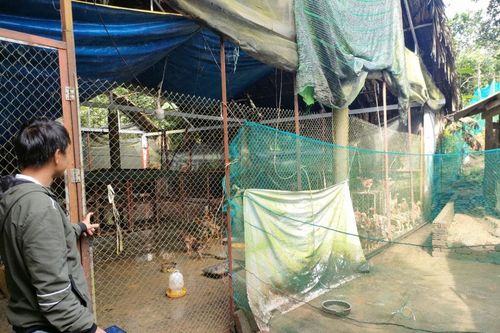 Gà giống Nhà nước hỗ trợ 'chạy vào nhà' mẹ ruột Chủ tịch UBND xã: Người trong cuộc nói gì?