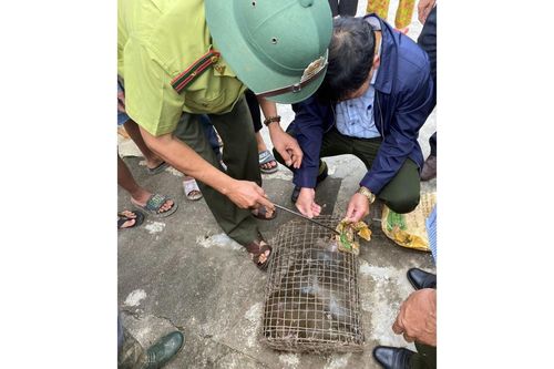 Bắt được cá thể khỉ tấn công người