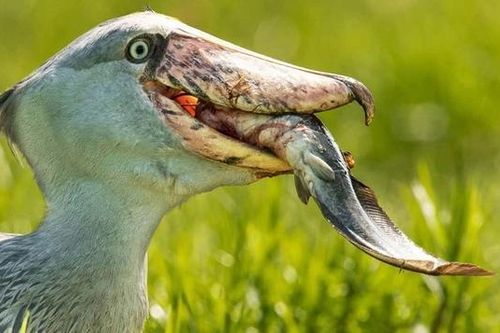 Ba loài chim nghiện săn thịt cá sấu: Số 2 là hậu duệ khủng long!