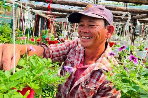 Hoa cúc Tết ở Quảng Ngãi chớm nụ, thương lái đã mua sạch vườn
