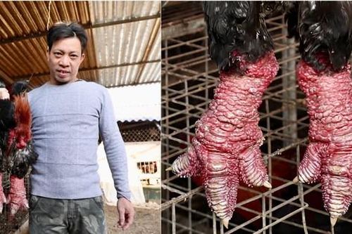 Đeo tất chân cho gà Đông Tảo