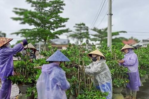 Thủ phủ mai vàng tất bật 'trẩy lá'