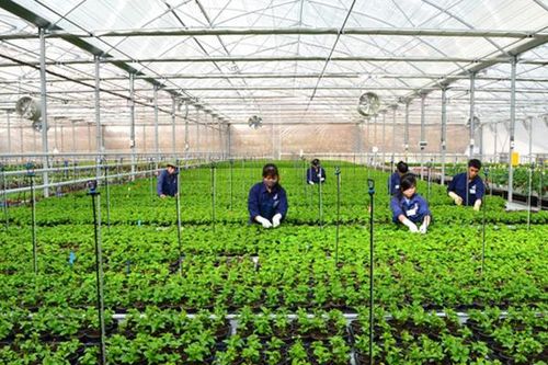 Yêu cầu doanh nghiệp không đưa lao động Việt Nam tới Israel