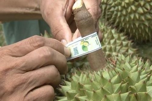 Cảnh báo lừa đảo thu phí giấy chứng nhận mã số xuất khẩu sang Trung Quốc