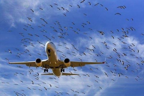 Chi hàng trăm triệu lắp máy đuổi chim hoành hành ở sân bay