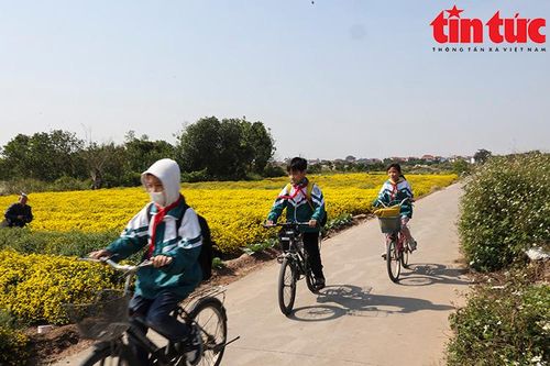 Vàng óng cánh đồng cúc chi mùa thu hoạch