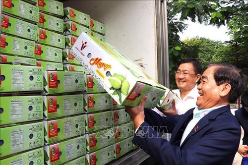 An Giang: Xuất khẩu lô xoài tượng da xanh đầu tiên sang Australia, Hoa Kỳ