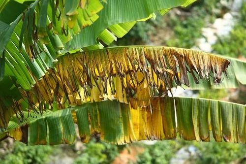 Xác minh nguyên nhân nhiều hộ trồng chuối ở Đồng Nai bị thiệt hại nặng
