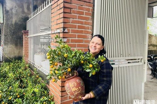 Nghệ An: Ngắm quất thần tài, bưởi 'siêu quả',...xuống phố đón Tết sớm