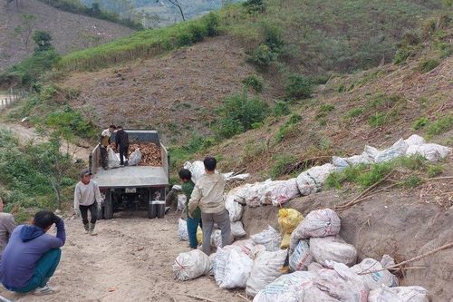 Thu 100 tỷ đồng từ cây sắn giúp đồng bào Mường Lát có cái Tết ấm no