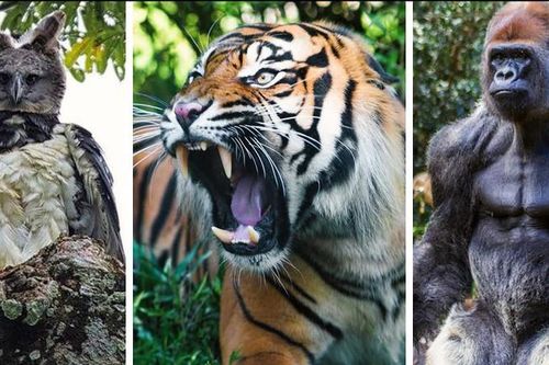 Top 10 loài động vật còn tồn tại và khỏe nhất trên hành tinh