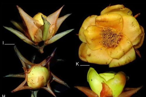 Thêm 83 loài thực vật mới được phát hiện tại Việt Nam
