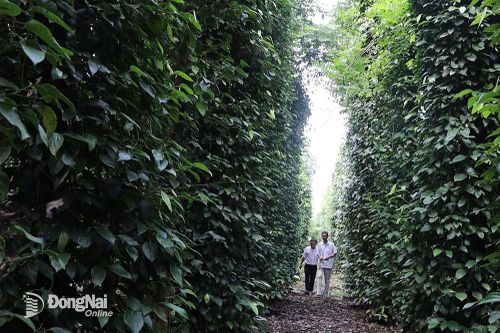 Phát triển sản xuất an toàn