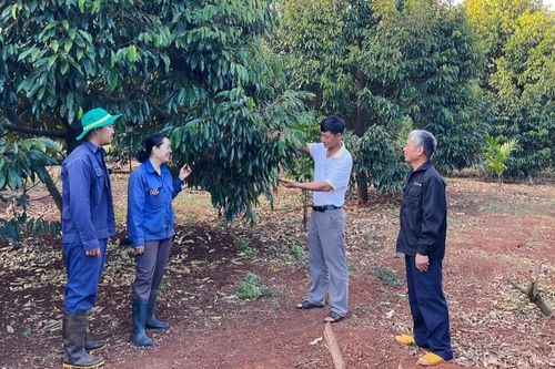 Hợp tác xã Minh Phát Farms: Liên kết sản xuất, chế biến và tiêu thụ sản phẩm