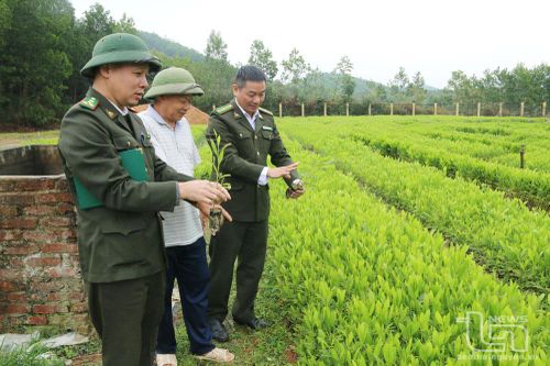 Phú Lương quản lý giống cây lâm nghiệp theo chuỗi