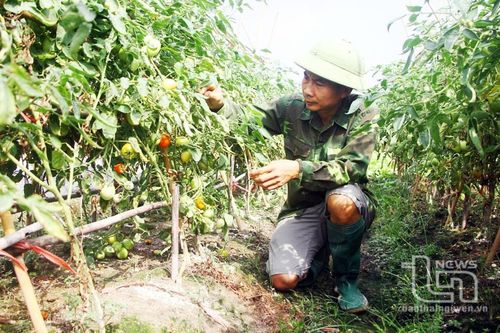 Hiệu quả từ chuyển đổi cơ cấu cây trồng