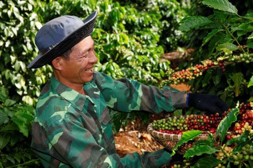 Giá xuất khẩu bình quân cà phê năm 2023 tăng 14,1%