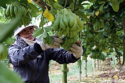 Người trồng phật thủ ở Hà Nội rục rịch vào đợt thu hoạch lớn nhất trong năm