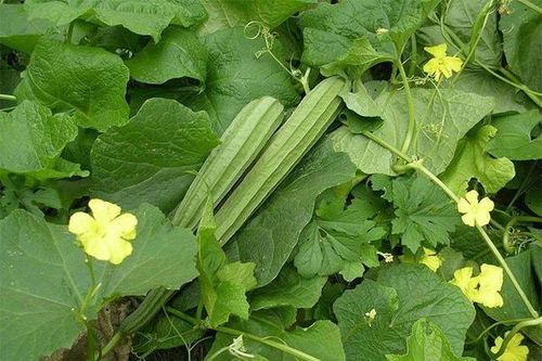 Bài thuốc chữa bệnh từ cây mướp khía