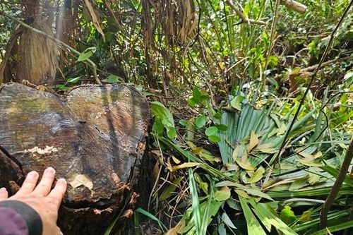 Ngang nhiên chặt hạ gỗ rừng phòng hộ mang đi bán