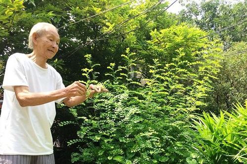 Lá thơm trong chợ phố