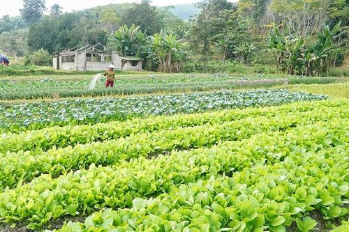 Chuyện làm nông thôn mới ở Mường Nọc