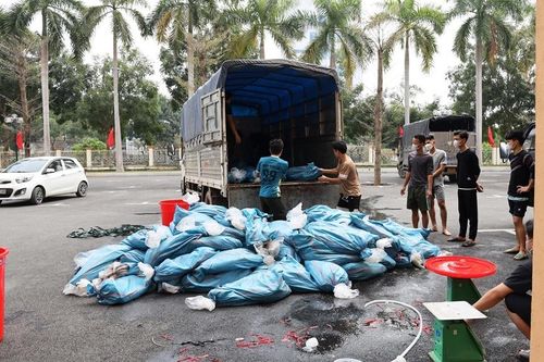 Bắt giữ hơn 3 tấn cá tầm không rõ nguồn gốc