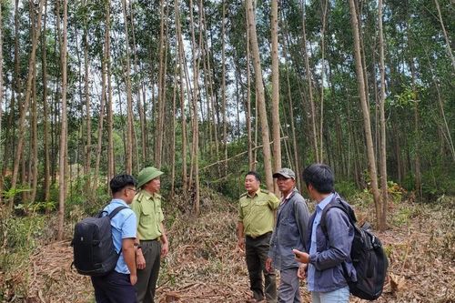 Vụ phá rừng phòng hộ lòng hồ Vạn Định: Kiểm điểm trách nhiệm 2 tập thể