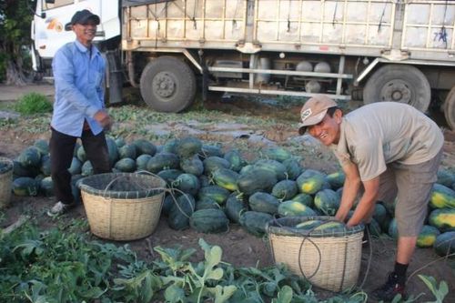 Mùa dưa ngọt ở vùng biên giới Gia Lai