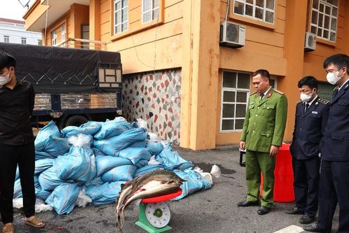 Lào Cai: Bắt giữ gần 4 tấn cá tầm sống không rõ nguồn gốc
